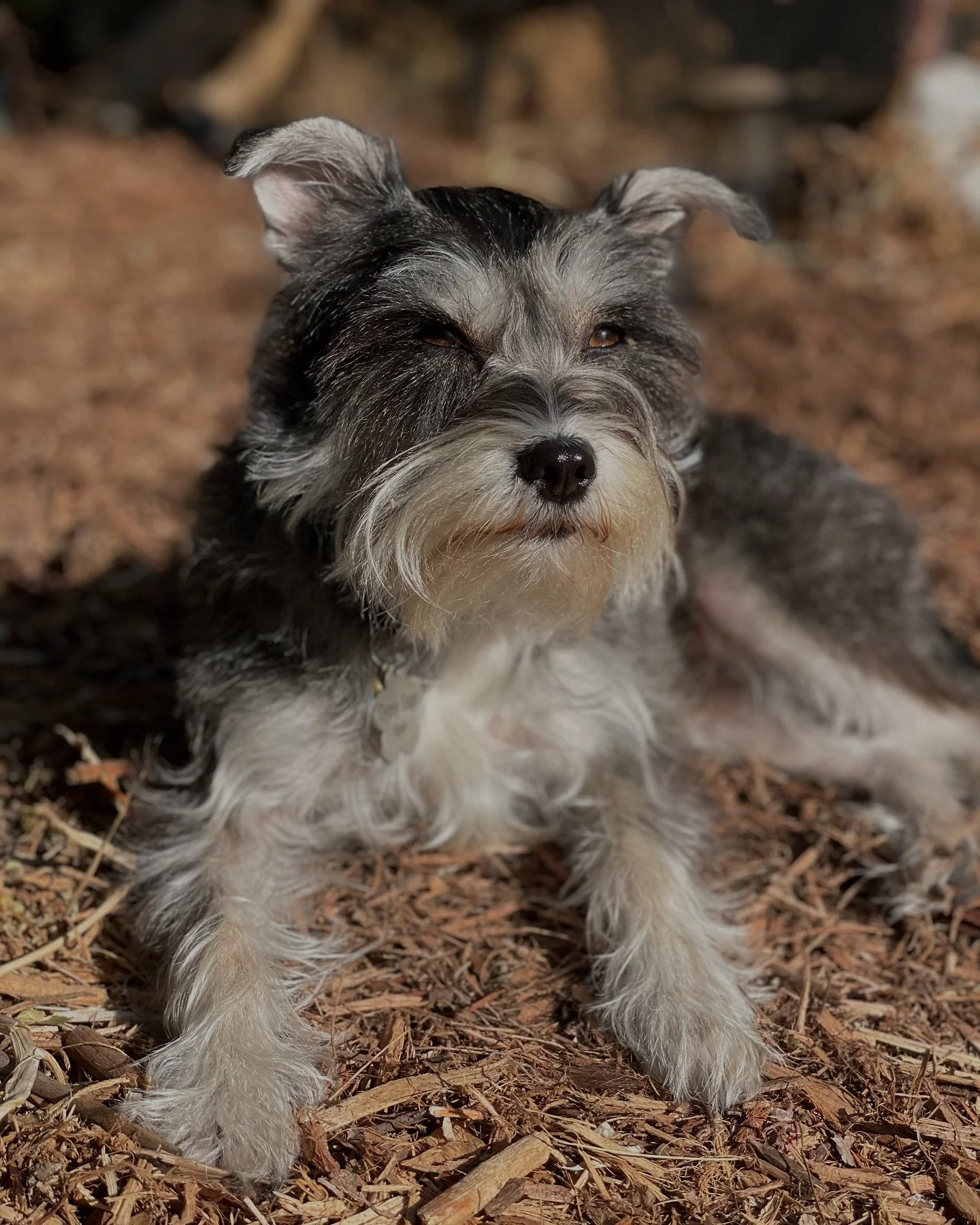 Morning Sunlight is more effective than Vit D supplements. ☀️ It feels so good! Gypsy does this naturally sans formal education 🤓😉😁 

#Sunbath #VitD #HealthyLifestyle #GrowCreate #FoodGardens #HealingSpaces #GrowthMindset