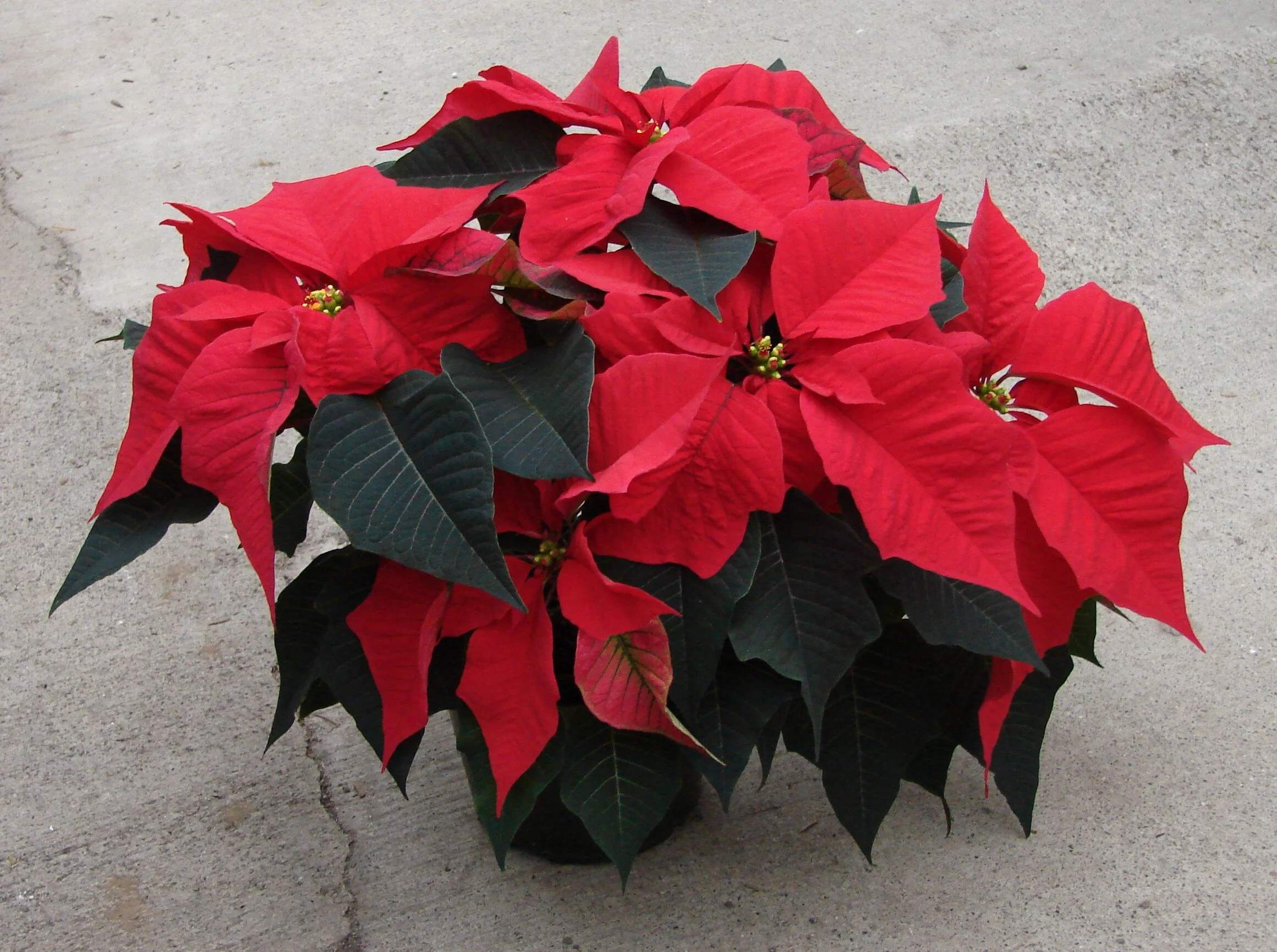 6.5 inch pot, Red poinsettia.JPG