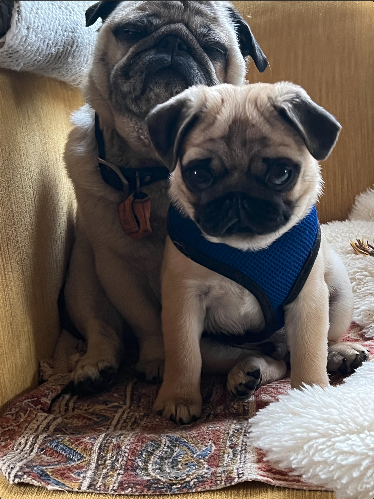 Louie, one of Kari’s puppies enjoying his new old buddy!