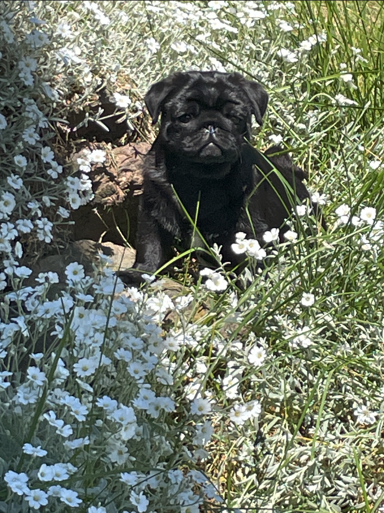 One of the 7 puppies born 4/14.