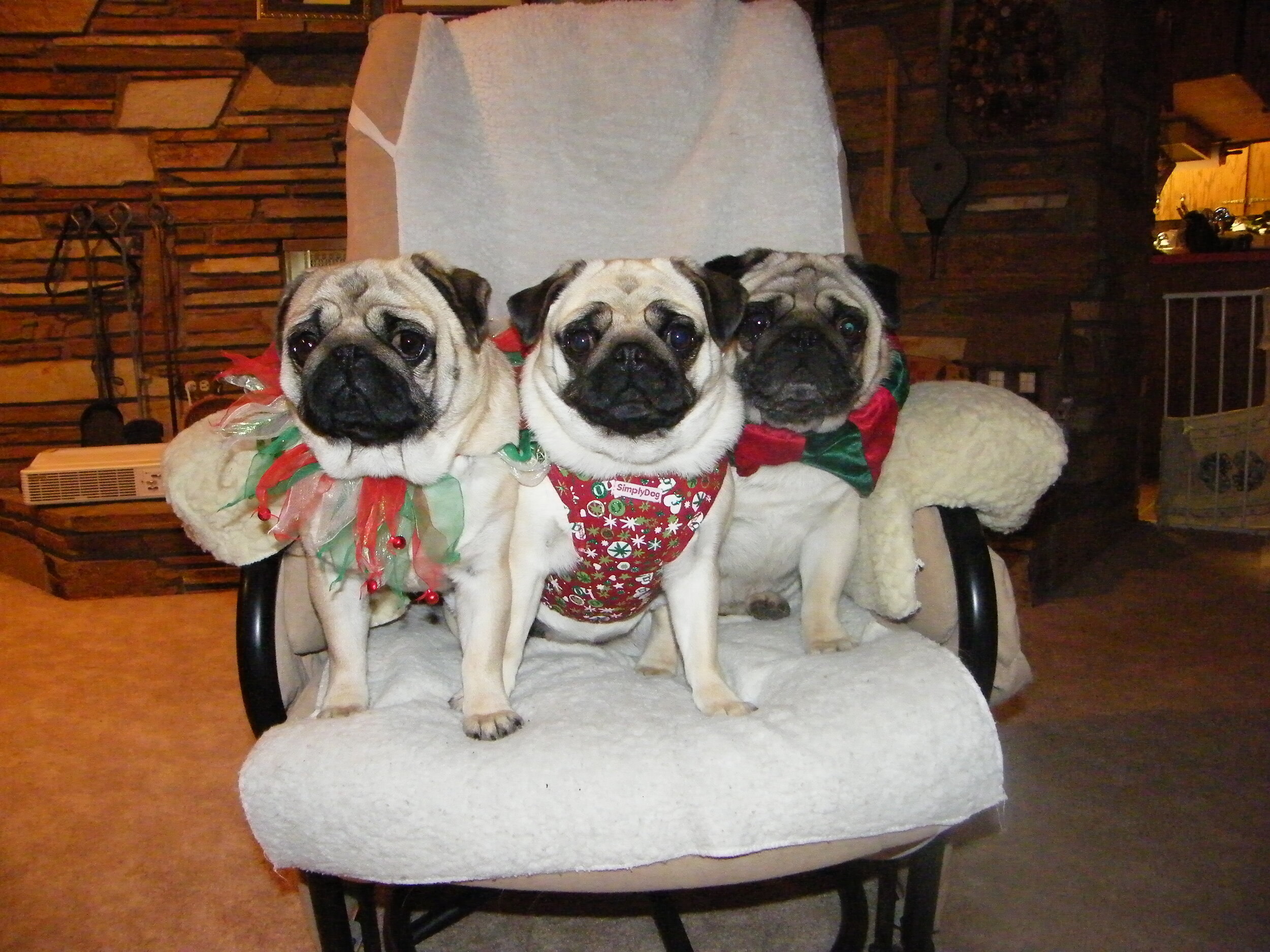 ho ho dogs 001.jpg