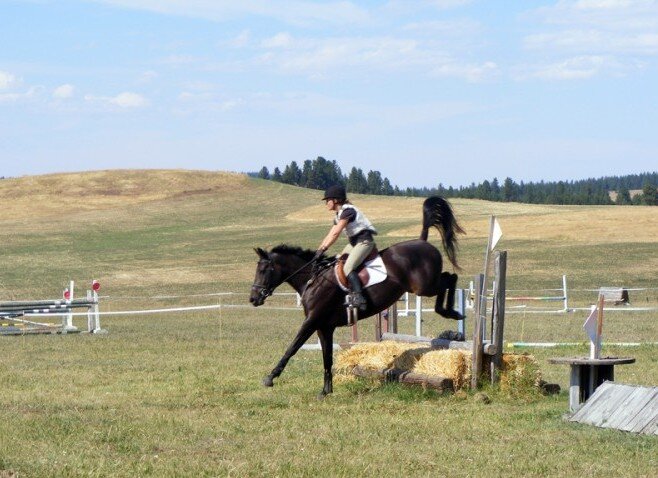 sporthorses11-e1298670822634.jpeg