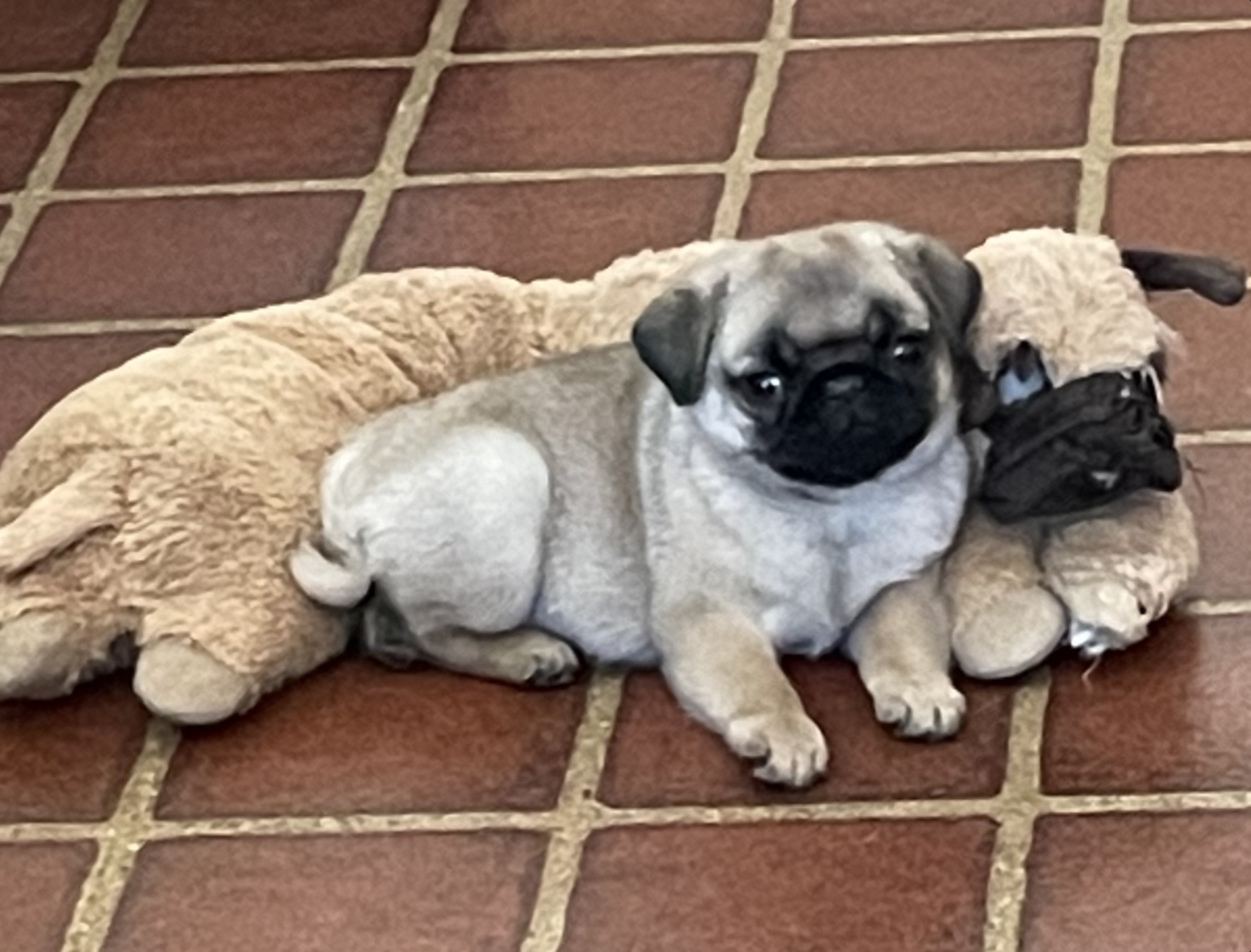 Little Herald was born January 17th out of Mtn Aire’s My Monday Maniac (Mercedes). He will stay here and entertain us with his antics! His registered name is Mtn Aire’s I’m Herald Prince of Everything!