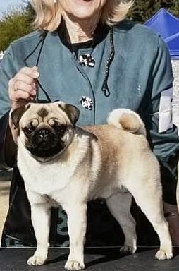 This is Mtn Aire’s I’m Herald Prince of Everything. Herald finished his championship at 10 months and is very popular with his big diamond and double curl tail. Herald loves showing and talks about it a lot. He has quite the vocabulary and he will be