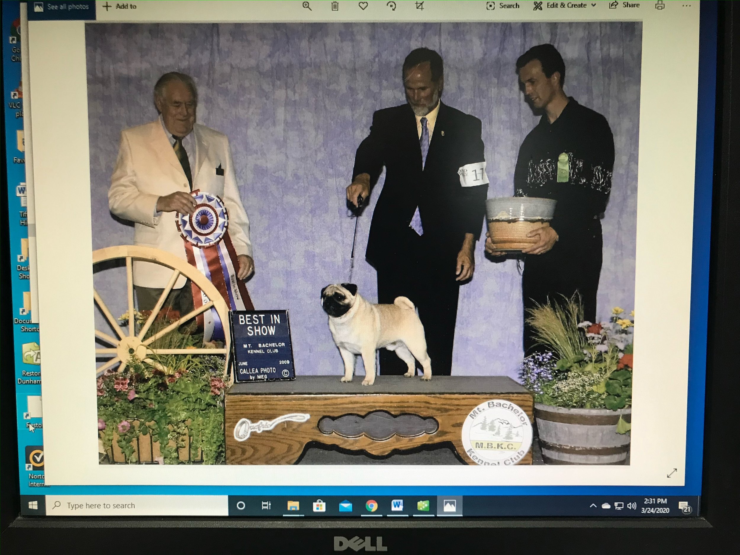 This is “Champ” my Best in Show boy. Mtn Aire’s Star of Aslan. He was one of my foundation sires and I can still use him through frozen semen. He was the ultimate show dog and loved having his picture taken. He was nationally ranked as a Special and