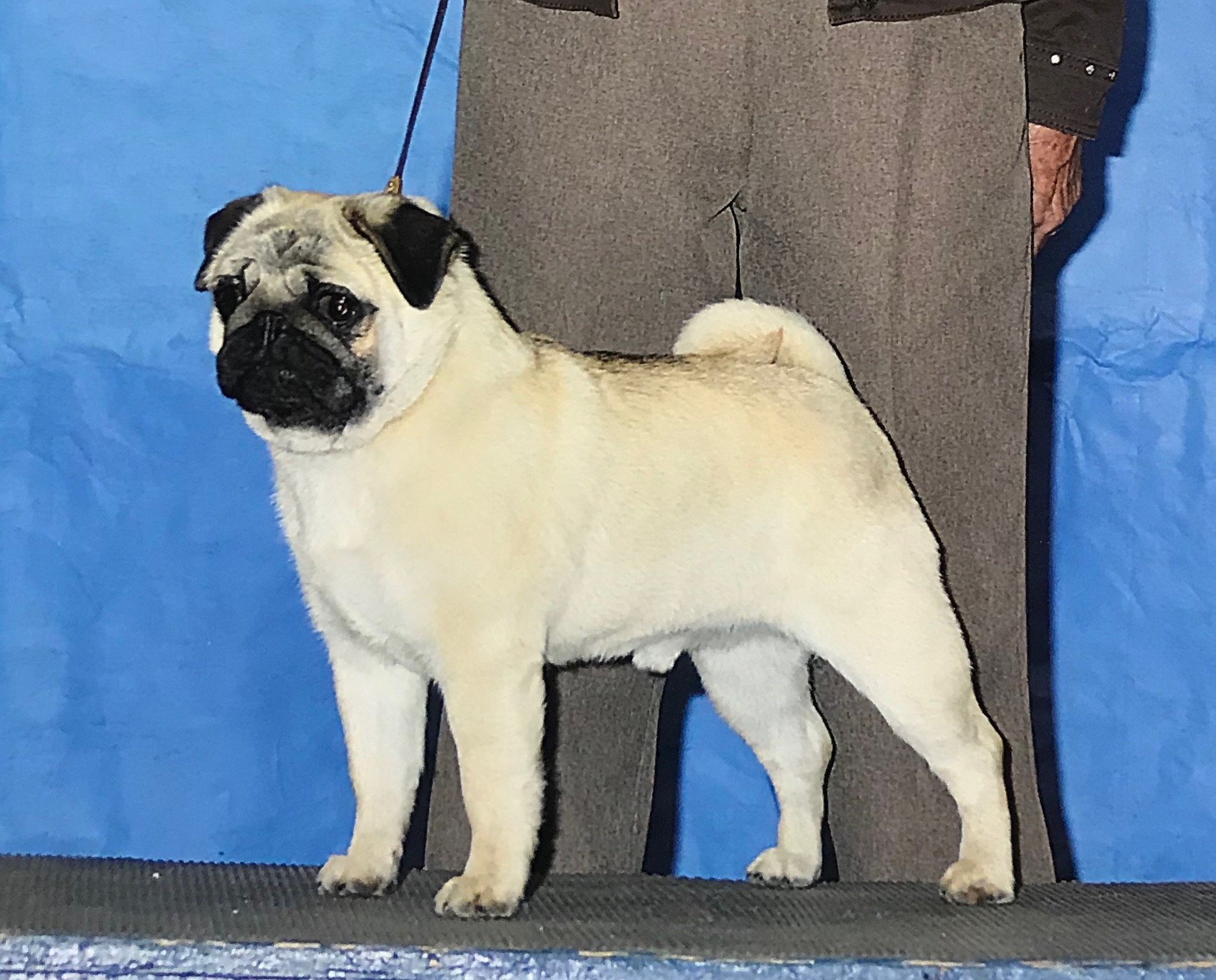 Rex is one of my stud dogs who is an American and Canadian Grand Champion. He has sired many of my girls. Registered name is Mtn Aire’s Siriusly Regal. His sire is Cantù’s Timeliss Sirius Intentions and his dam is Mtn Aire’s Because You’re Mine, “Ruf