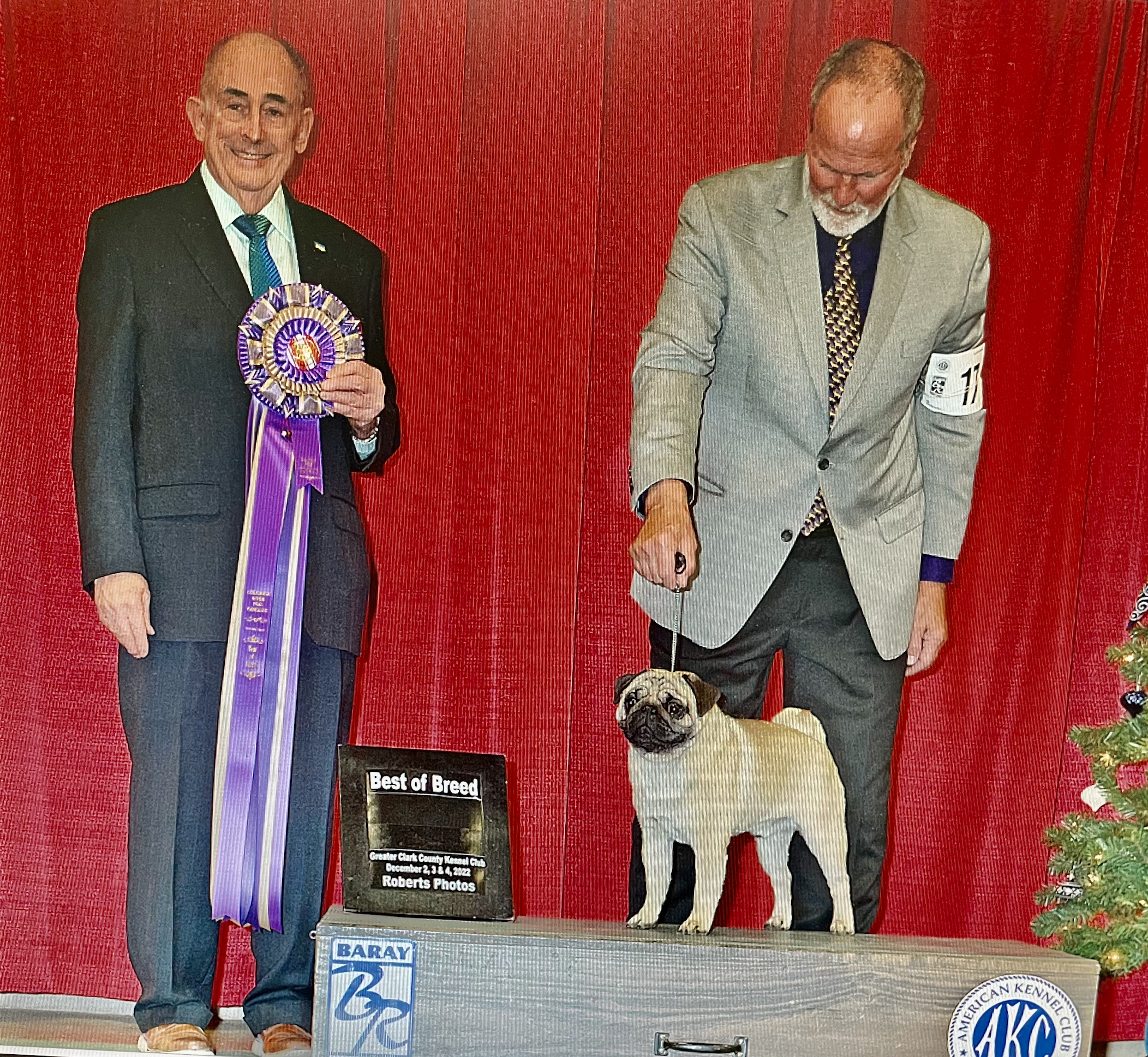 Mtn Aire’s Bewitching Prince of Knight winning Best of Breed at the Columbia Pug Fanciers Specialty in Dec. 2022 under esteemed judge Joe Walton. Arthur has now earned his Grand Championship Bronze.