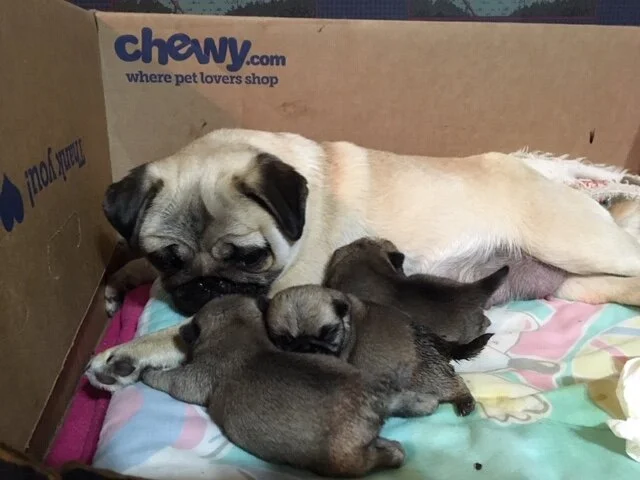 Mac pups 1-27-19.JPG