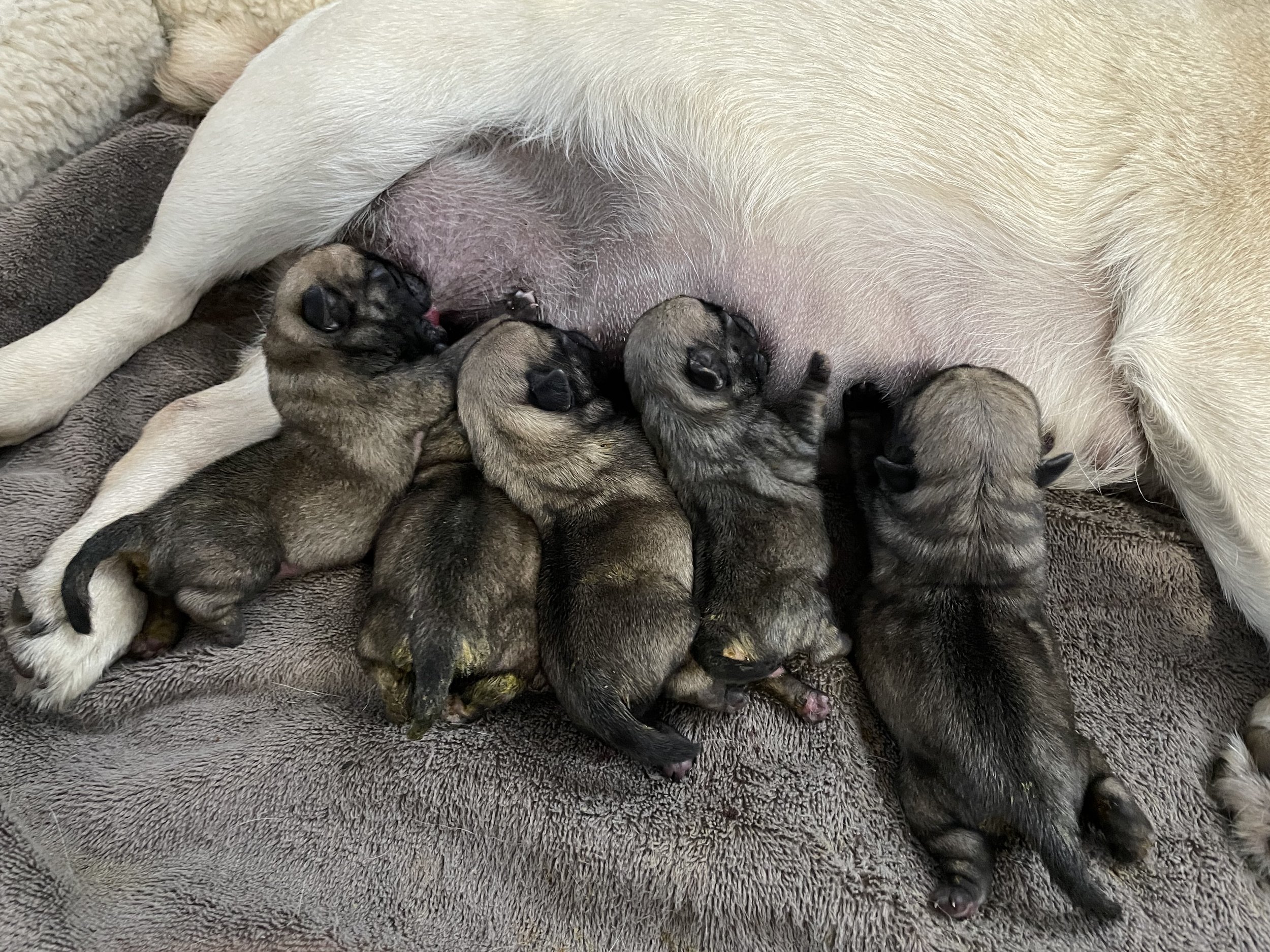 Litter of five out of Mtn Aire’s Hot Cross Buns and sired by Mtn Aire’s Bewitching Prince of Knight. These pups are sold.