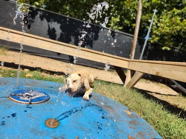 Dog playing in water