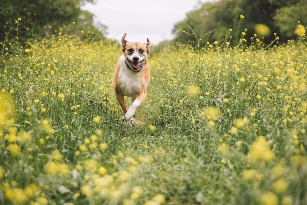 dog running in flowers