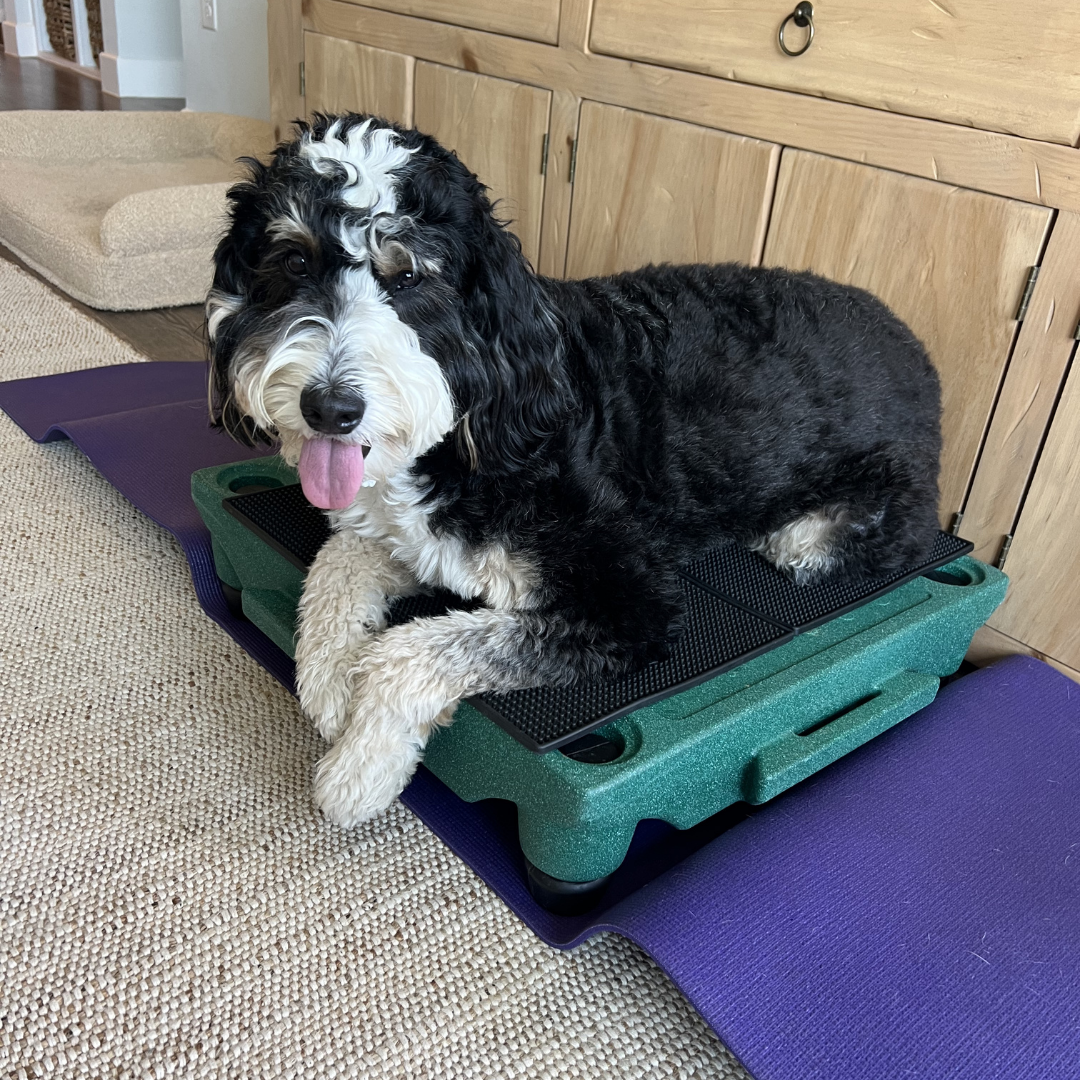 dog on equipment
