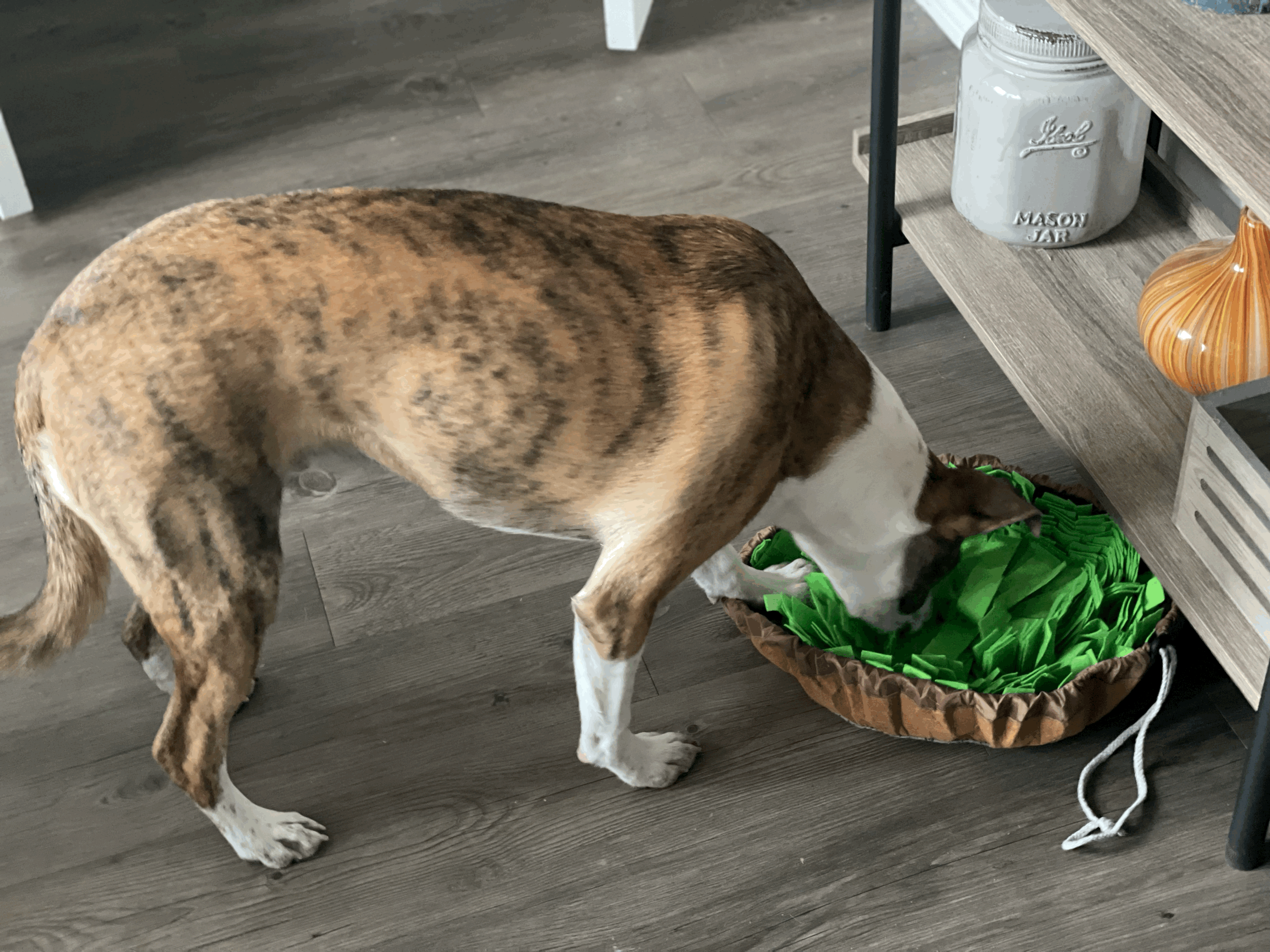 dog using sniffle mat