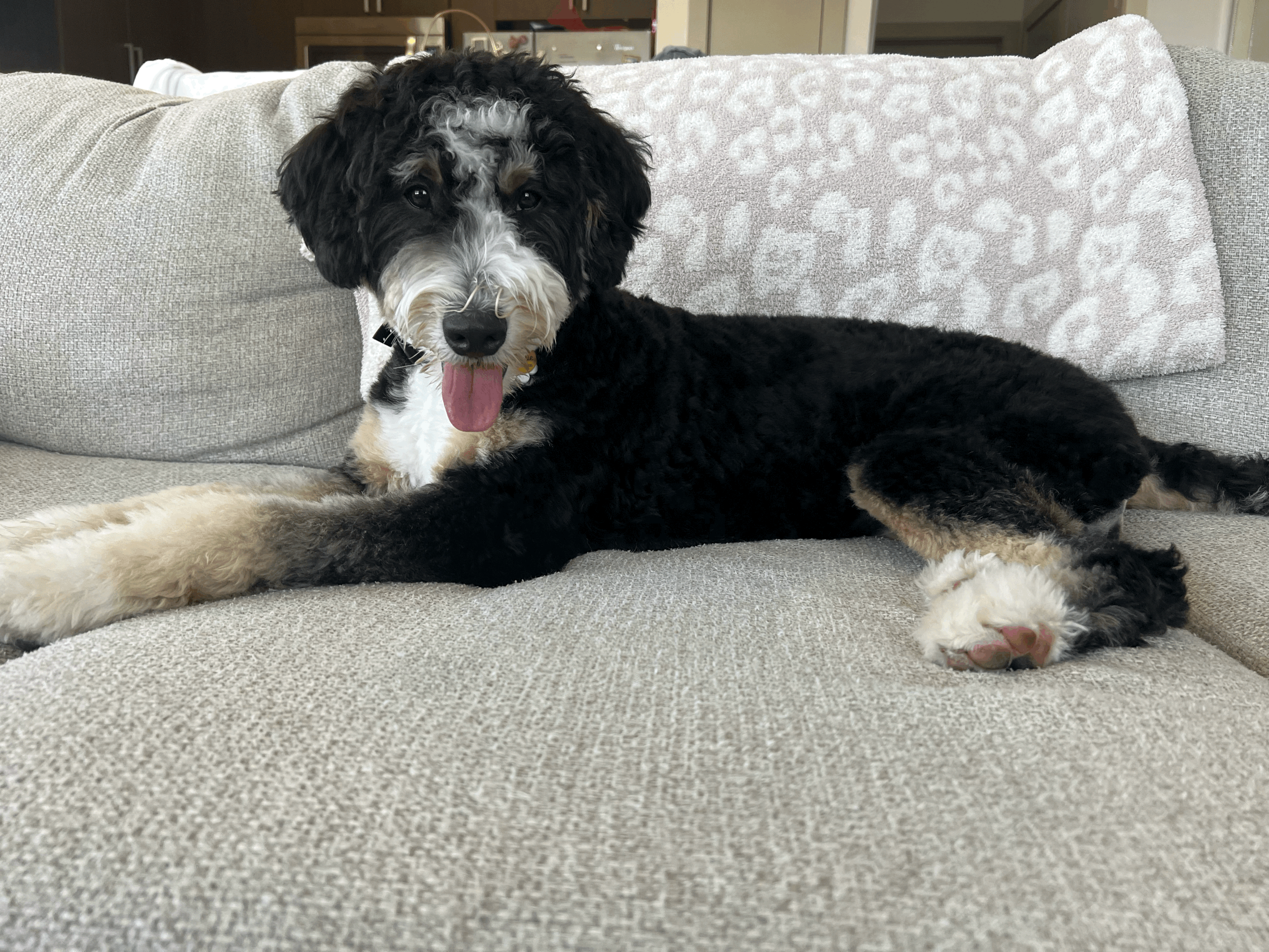 Lumbosacral Stenosis in Dogs: What Every Pet Owner Should Know