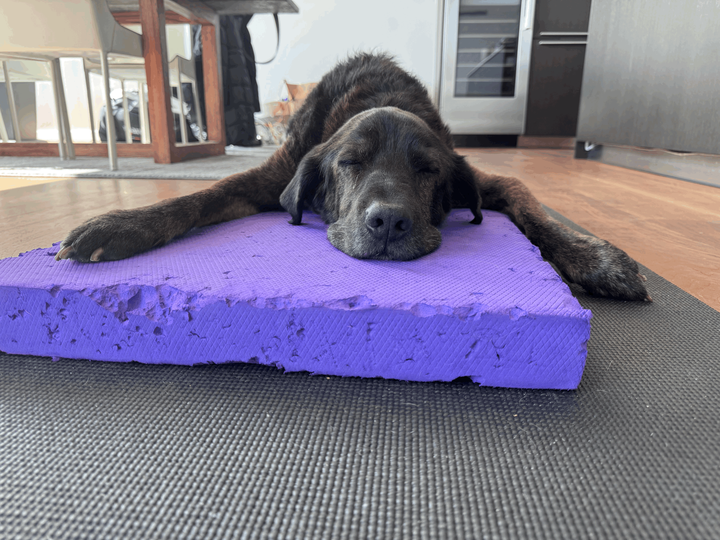 Basic Dog Commands and Their Role in Canine Rehab
