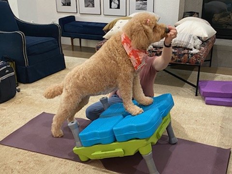 How to Safely Progress Exercises for Dogs: A Guide to Strength, Stability &amp; Gradual Overload