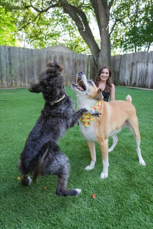 Enhancing Mental Health in Dogs: How to Reduce Stress &amp; Support Emotional Well-Being