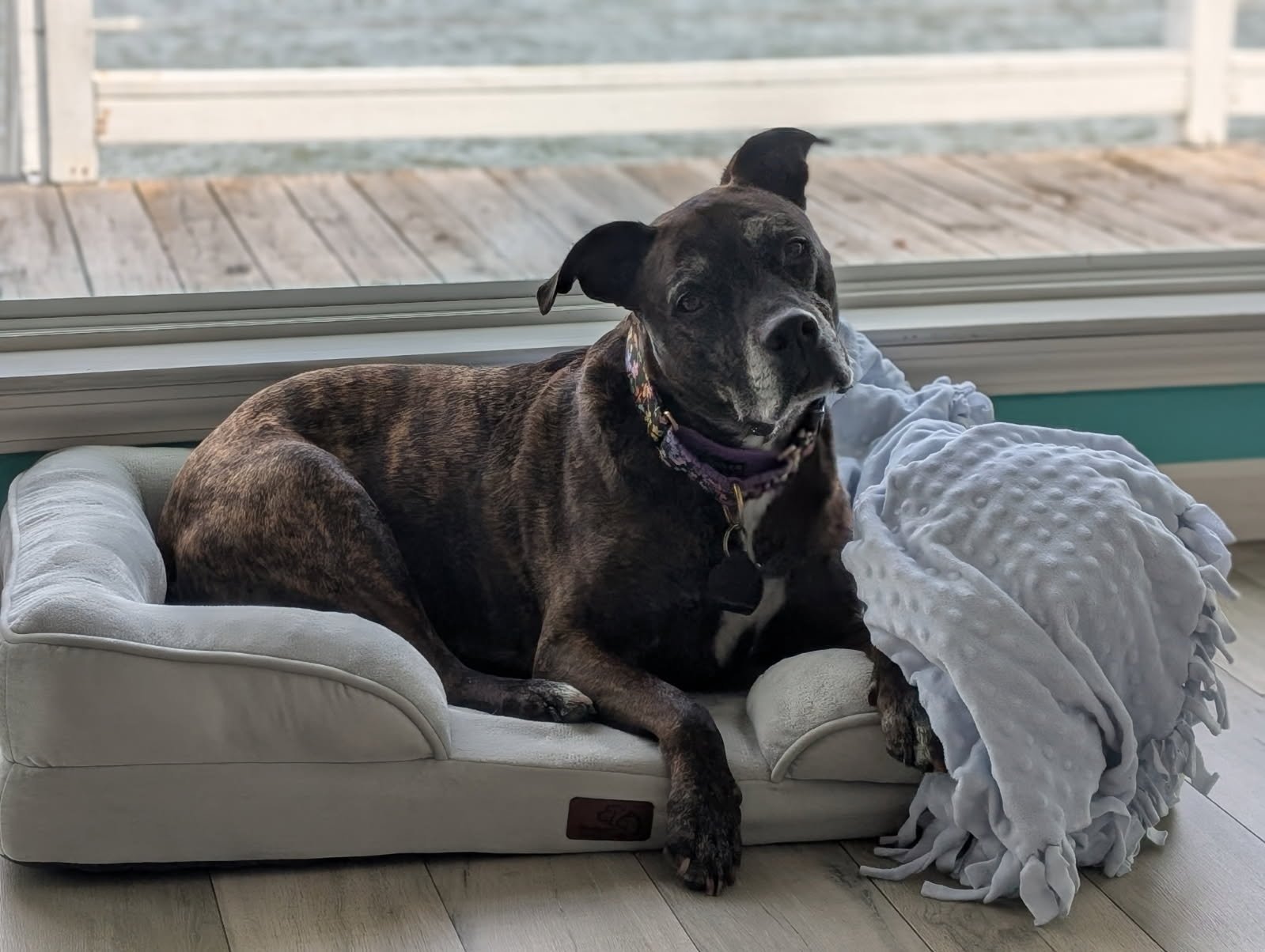 Adequan for Dogs: Does It Actually Rebuild Joints?