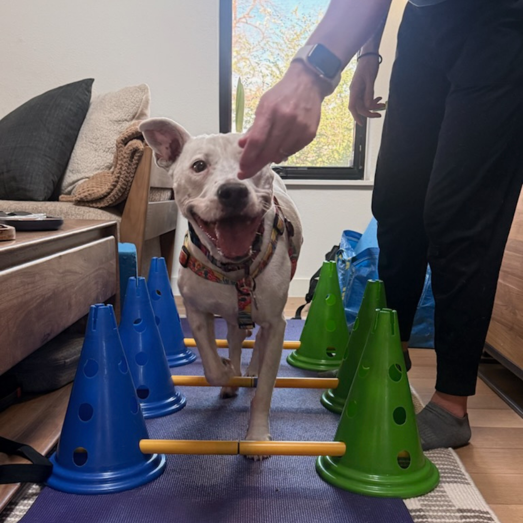 Dog Limping But X-Ray is Normal: What Every Pet Owner Should Know