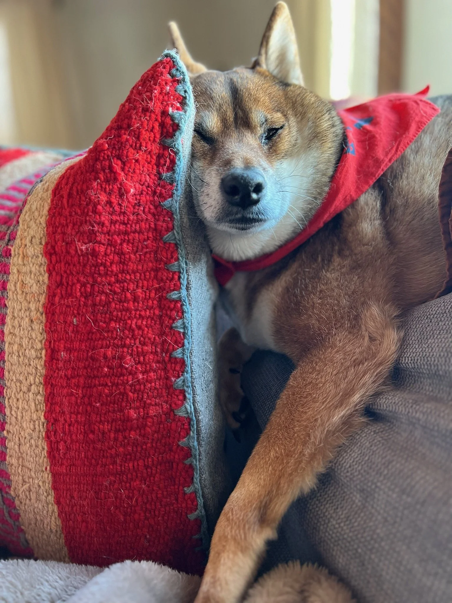 Why Do Some Senior Dogs Decline More Quickly Than Others?