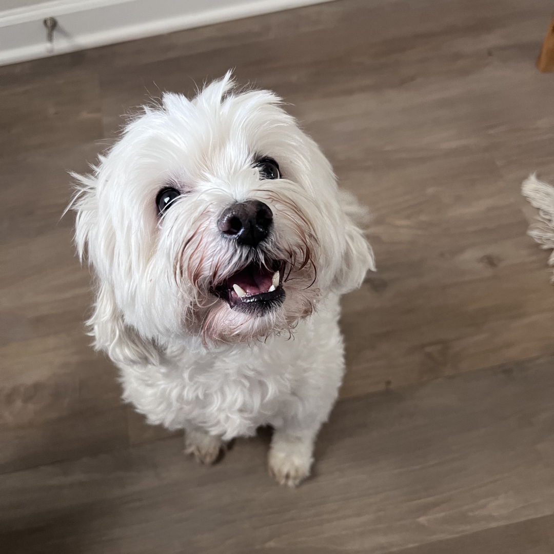 Puppy Hip Dysplasia Symptoms: A Guide for Caring Owners