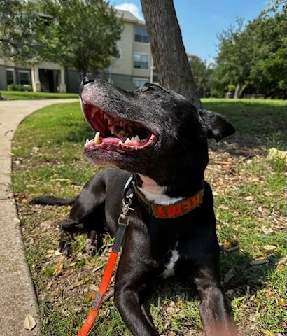 Explaining Iliacus Muscle Pain in Dogs