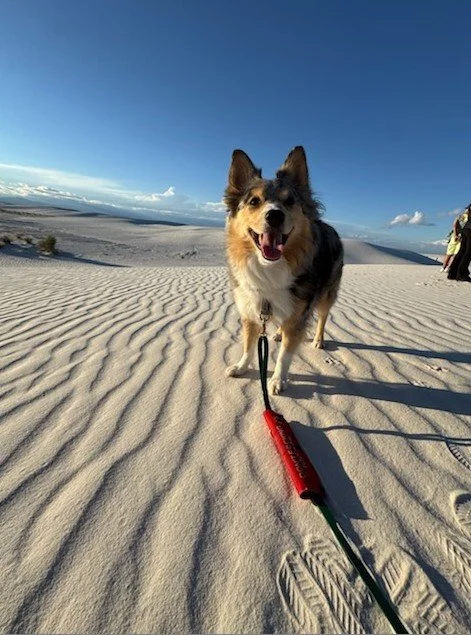 Conservative Management vs. Surgery for Dog CCL Injuries: Where Does Rehab Fit?