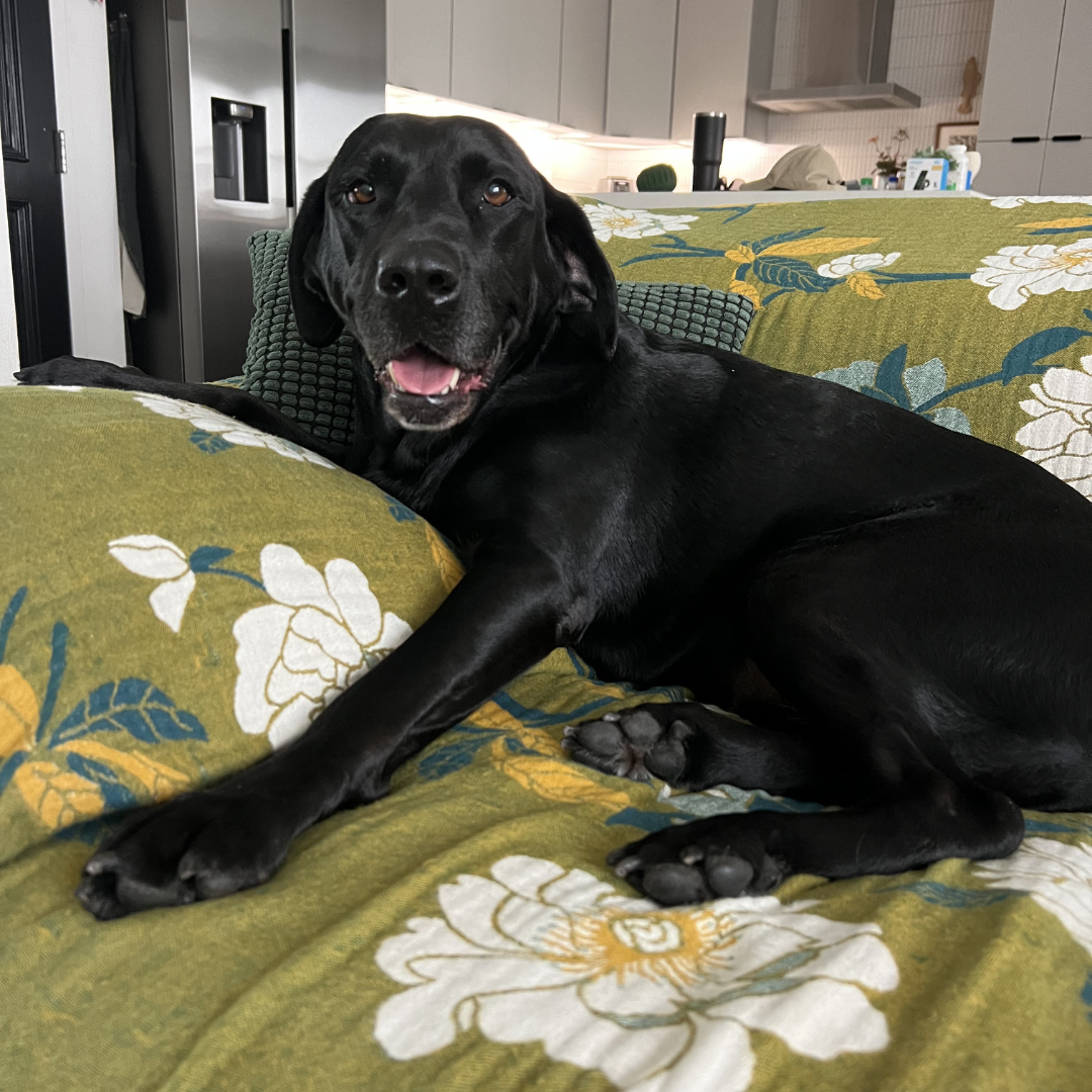 Can Canine Rehab Reduce My Dog’s Reliance on Pain Medication?
