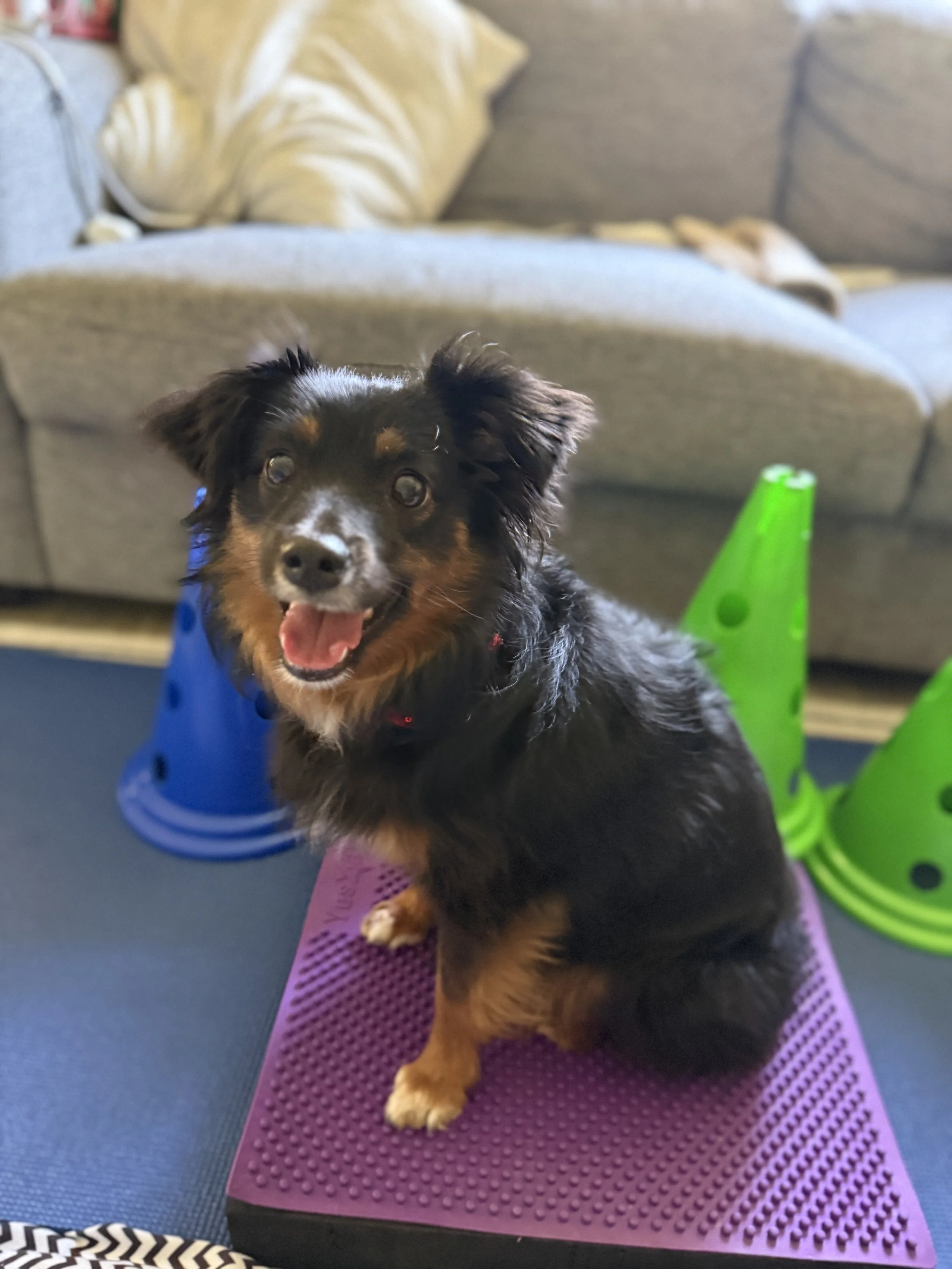 Rest vs. Rehab for Dog Injuries: Why Rest Alone May Not Be Enough