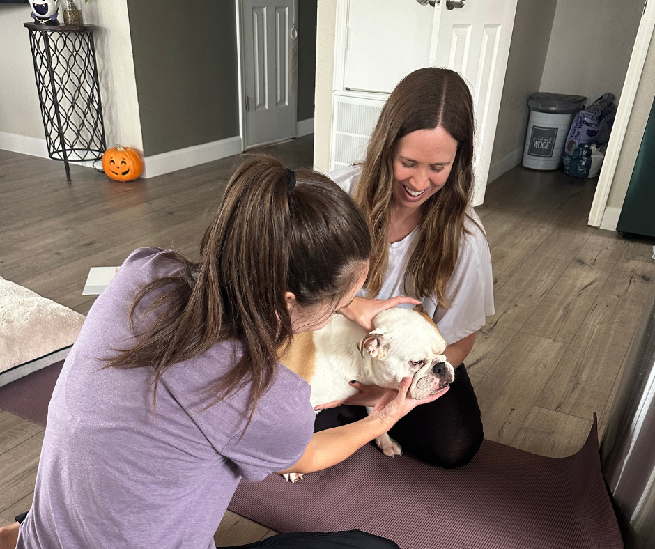 What to Expect During Your Initial Canine Rehabilitation Evaluation