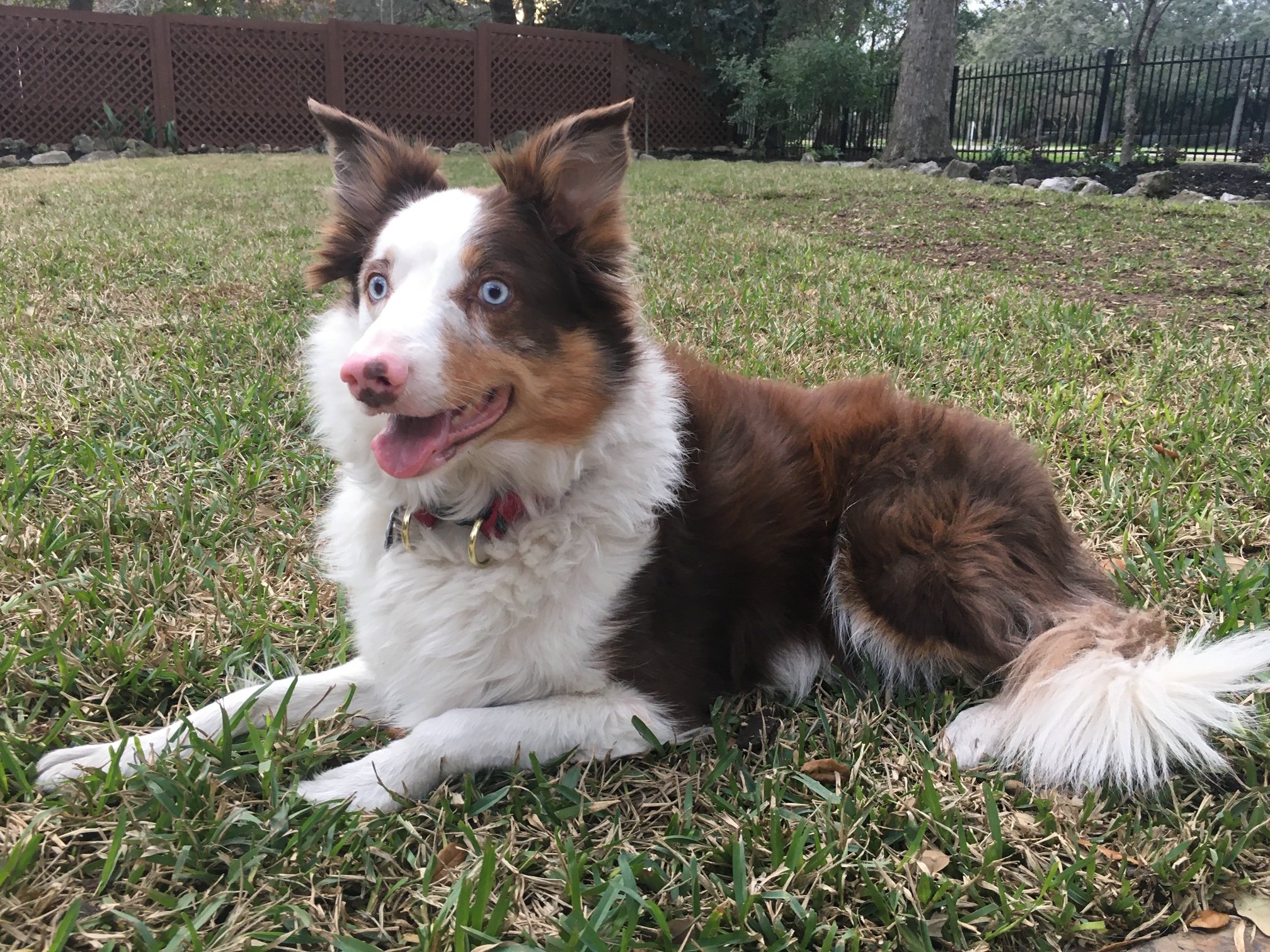 dog laying down