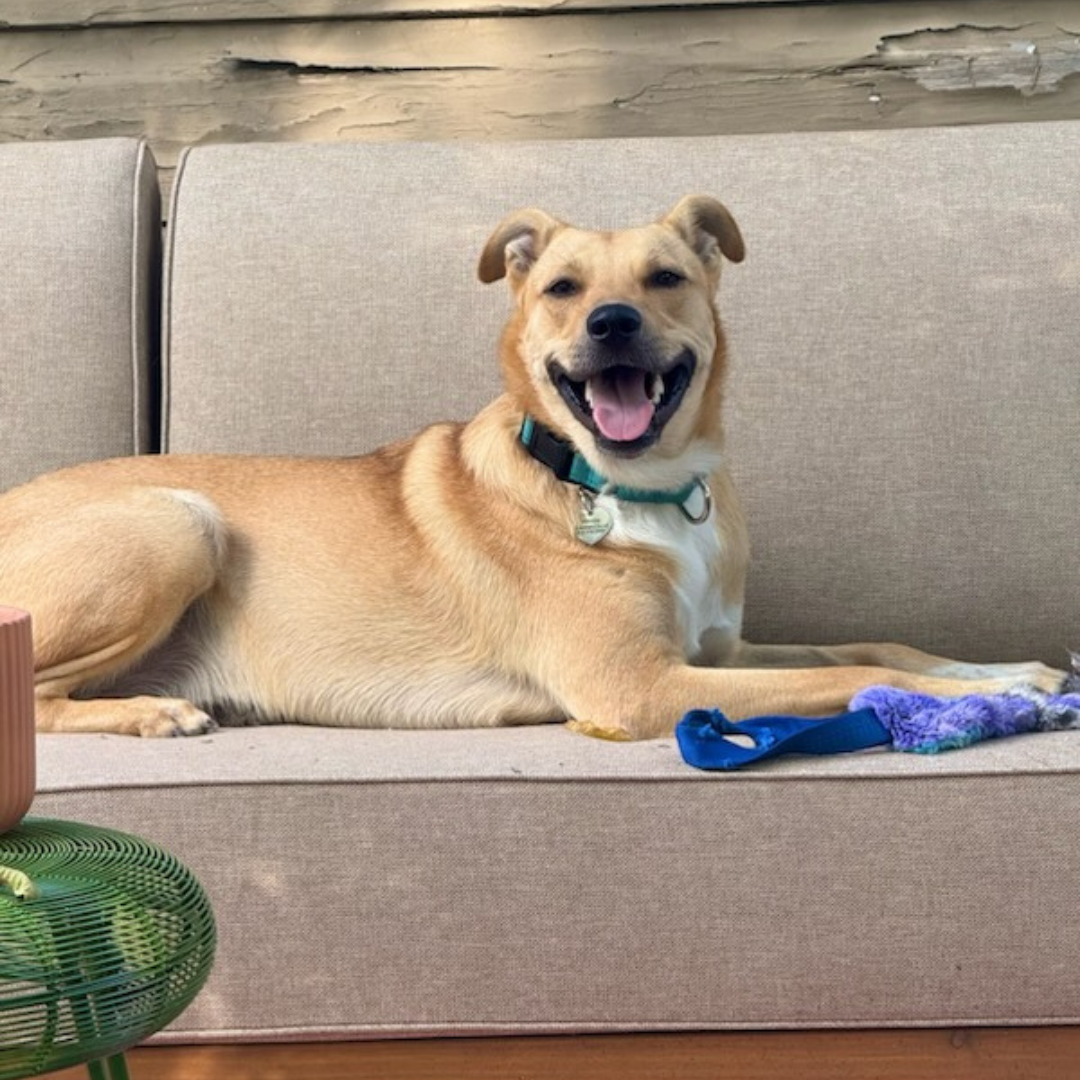 dog on couch