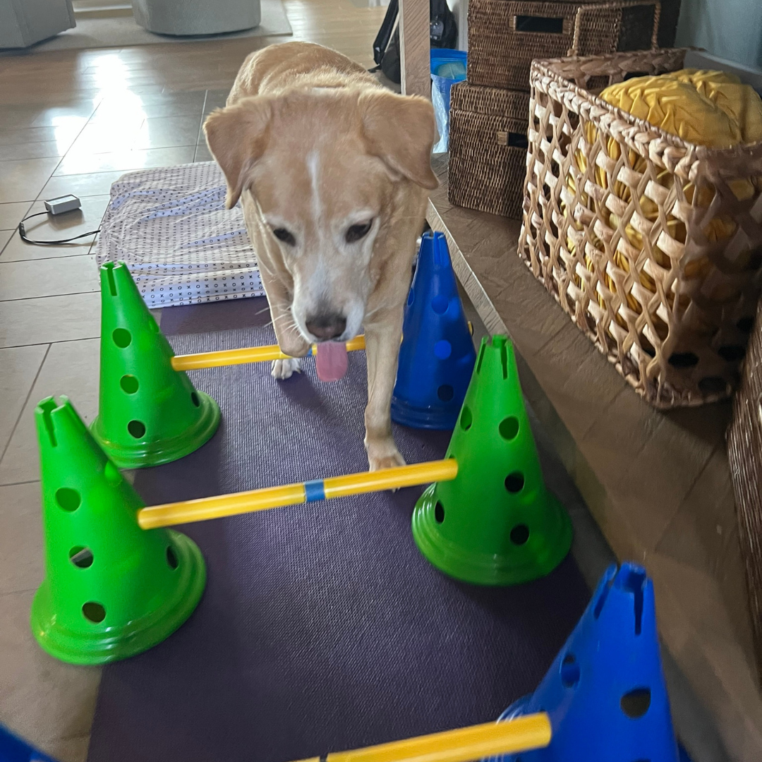 dog walking over cones