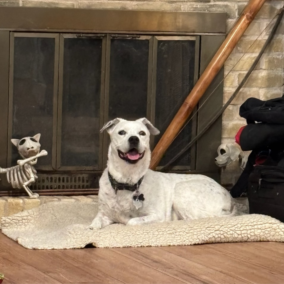 dog laying down