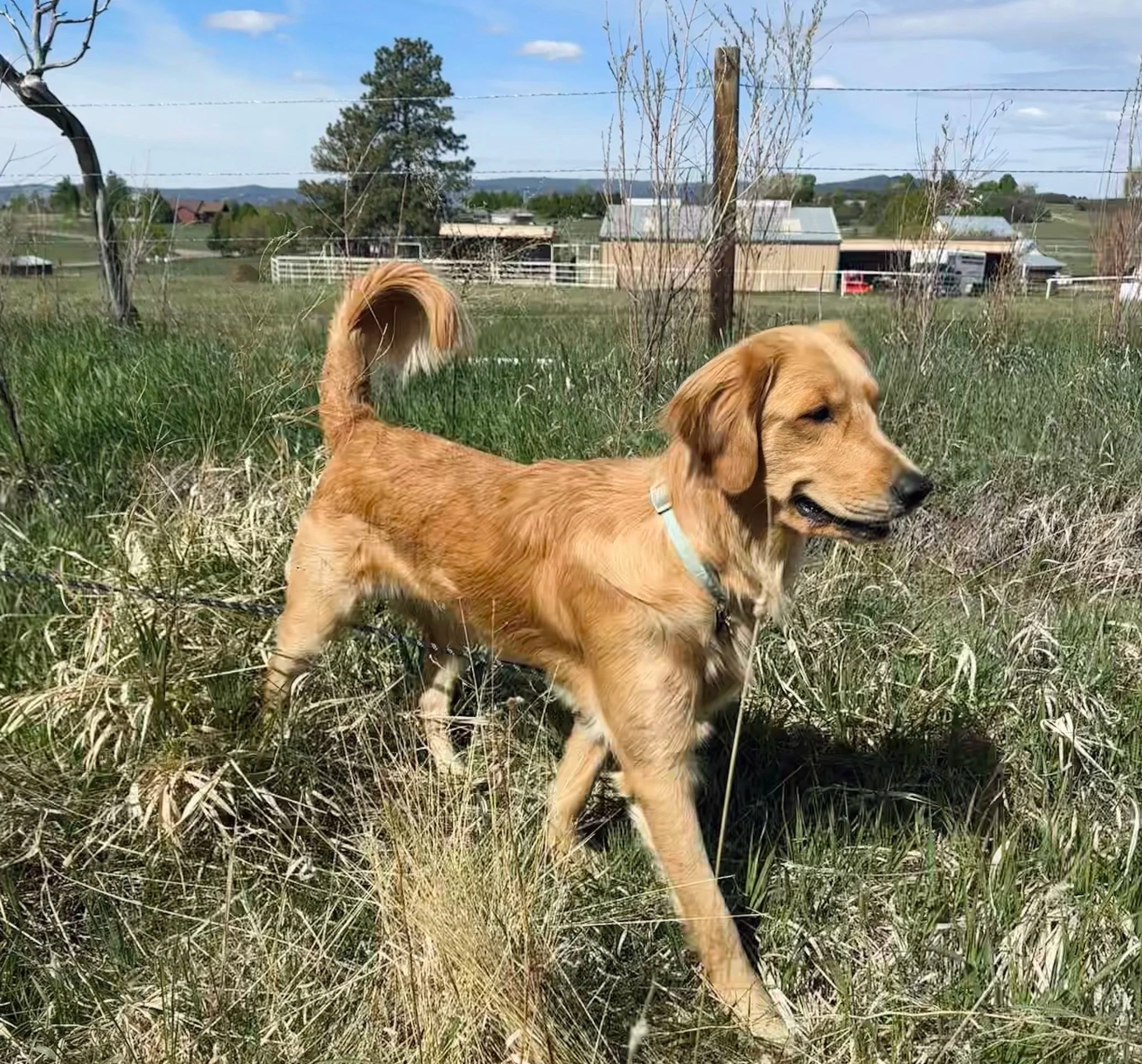 Dog in field