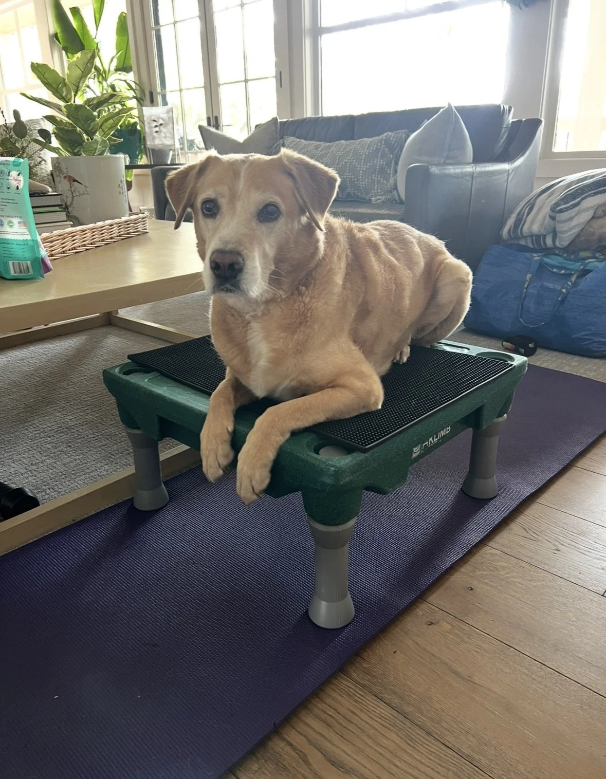 dog laying on equipment