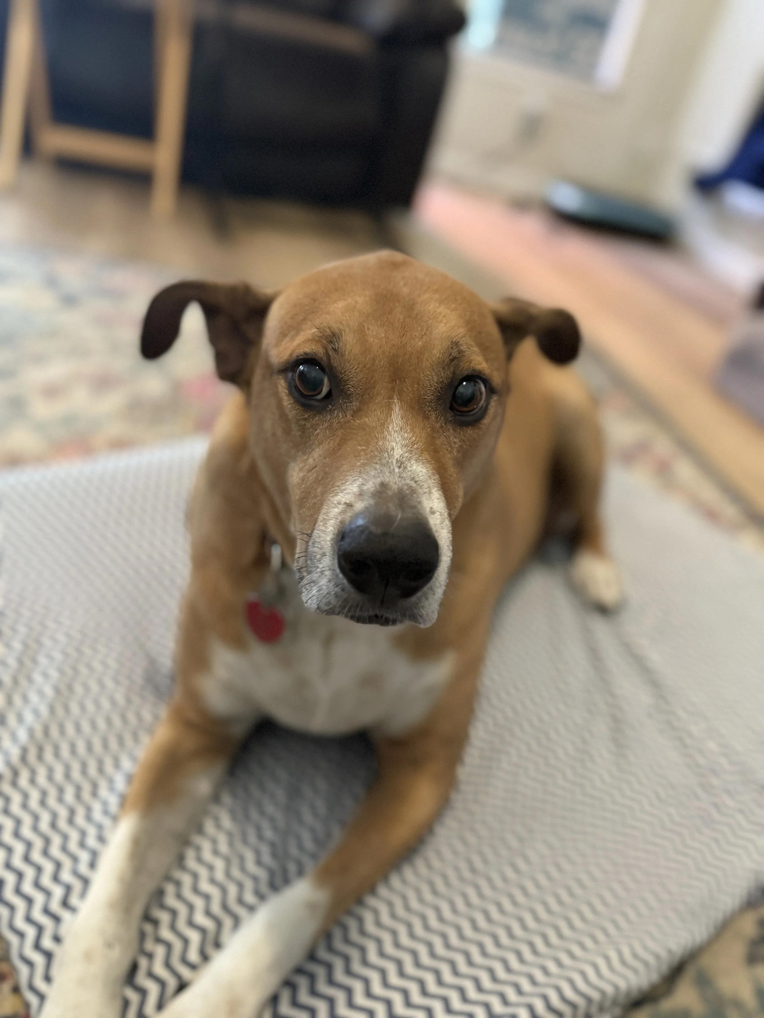 dog laying down