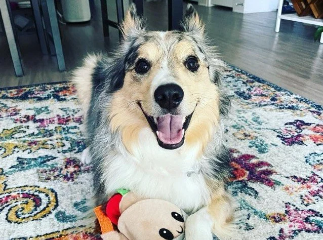 dog with toy