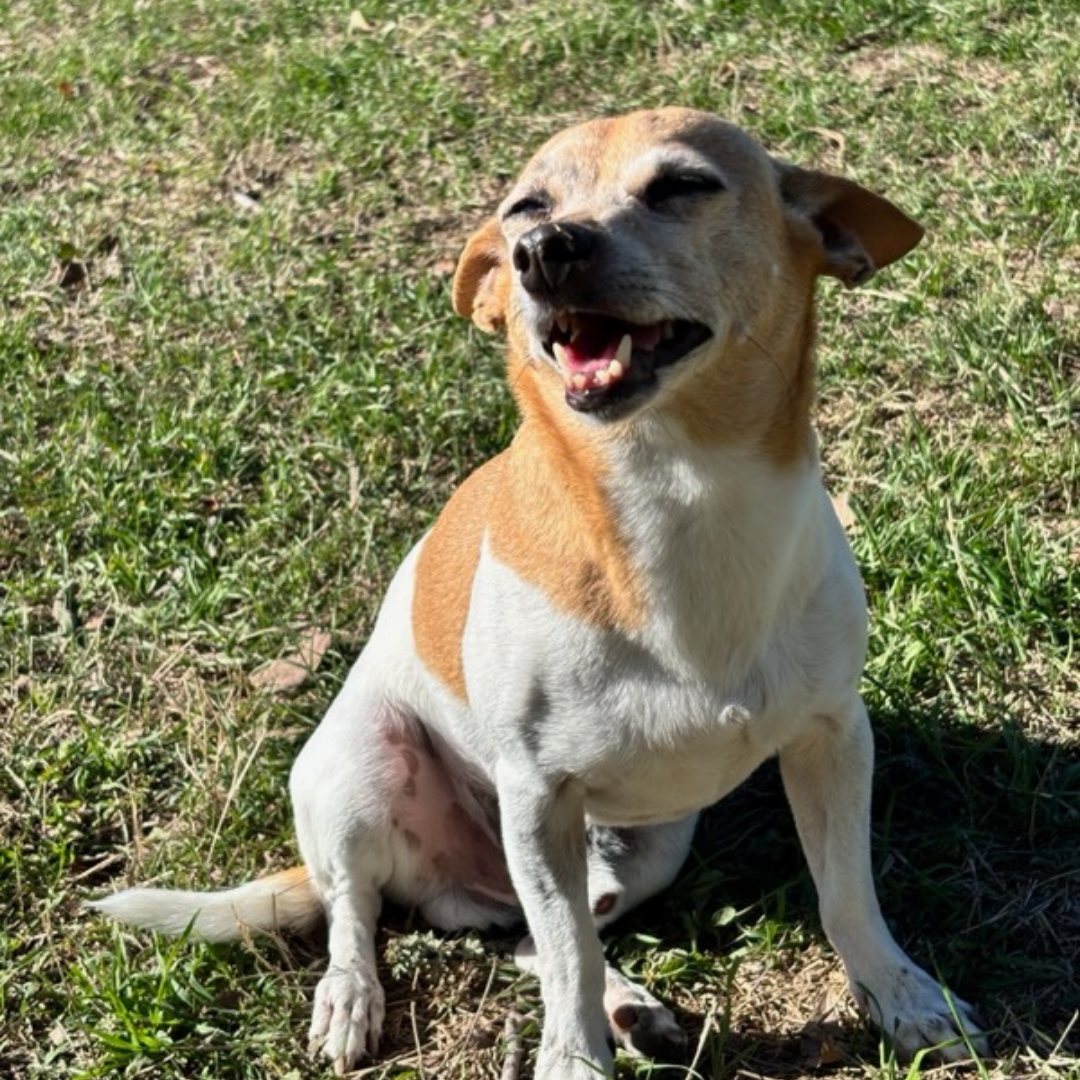 dog in the grass