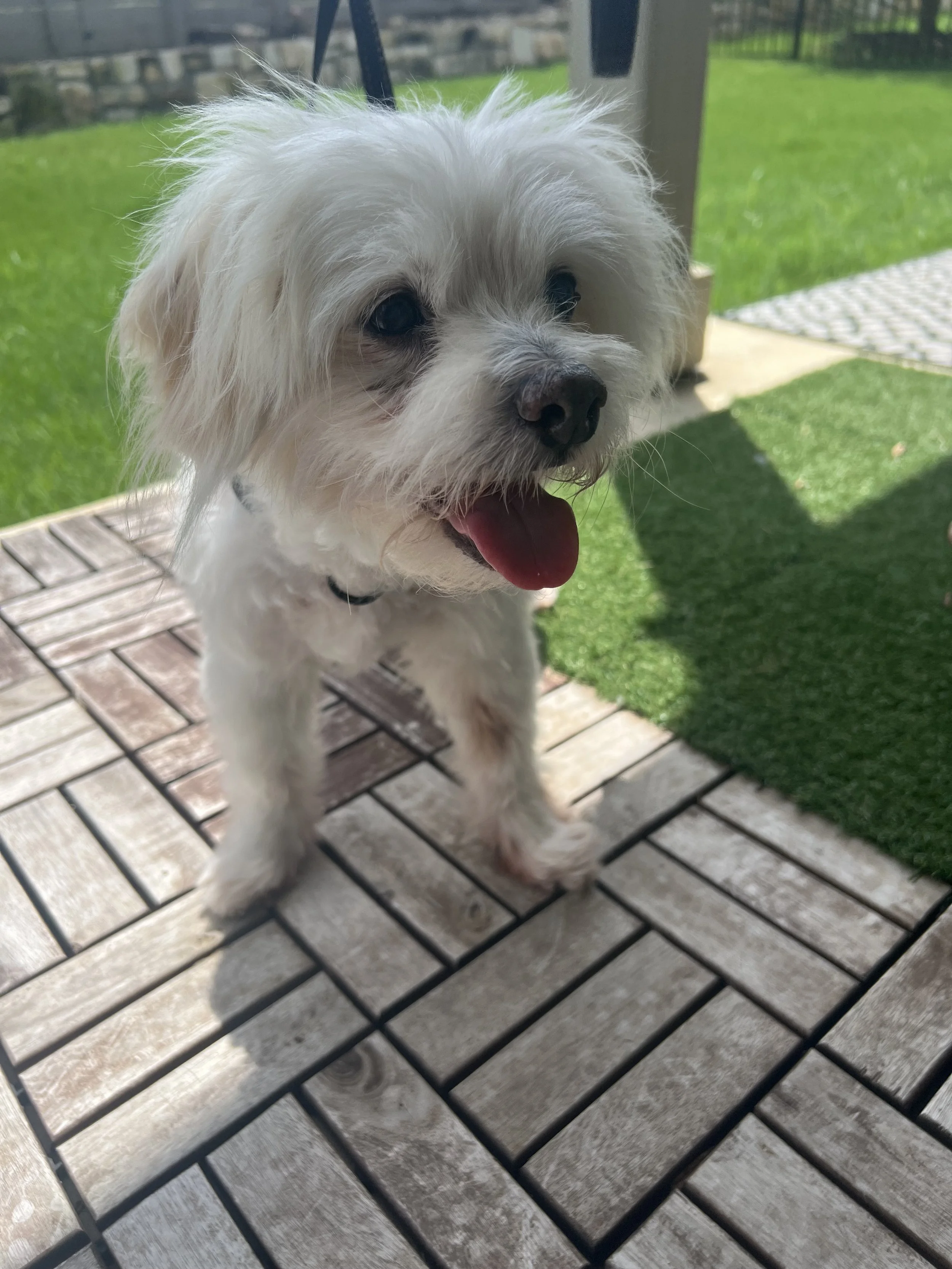 Dog In yard