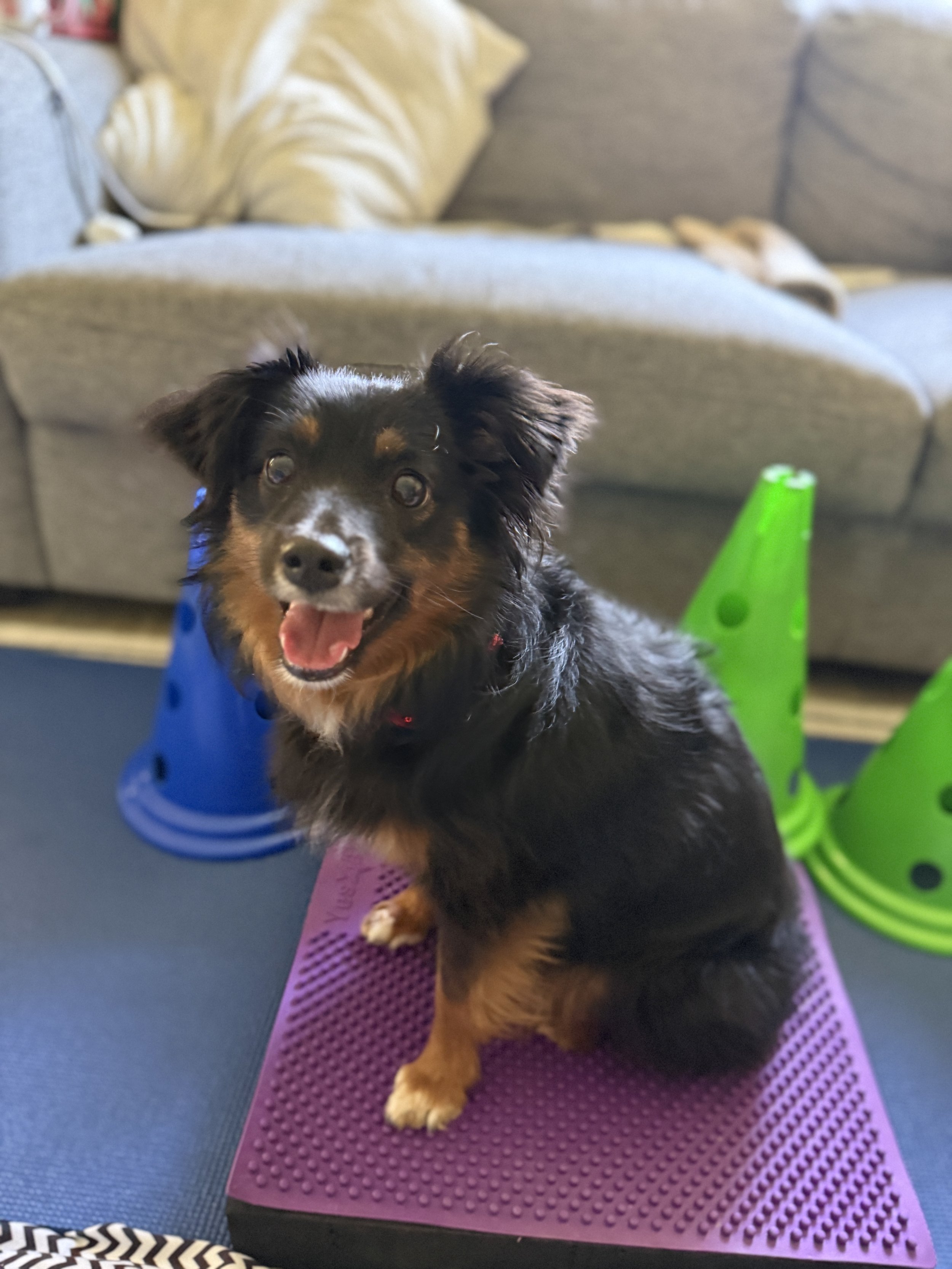 Dog on equipment