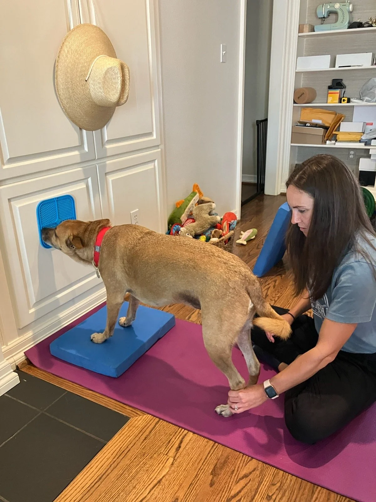 dog working with therapist