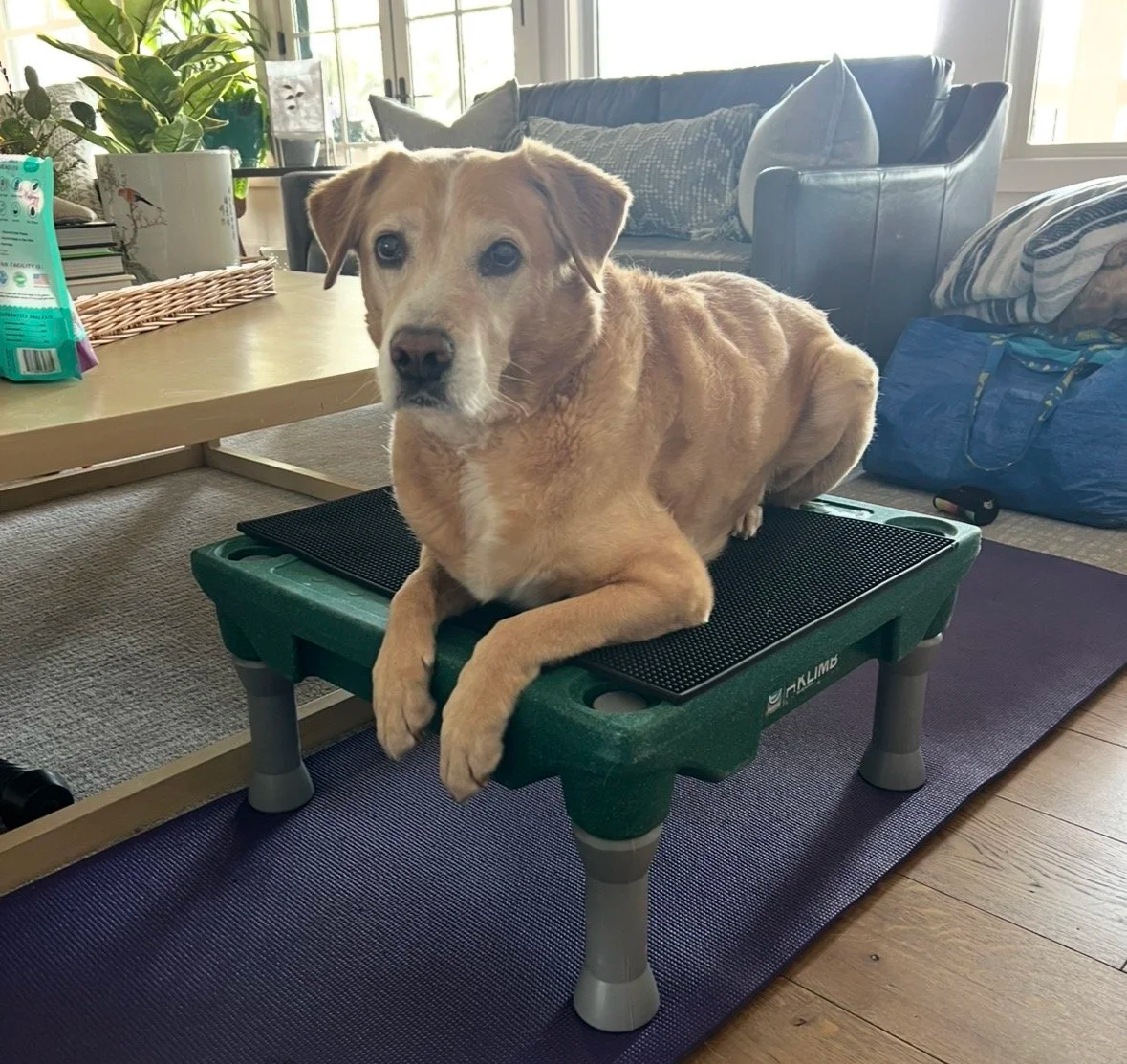 Dog on equipment