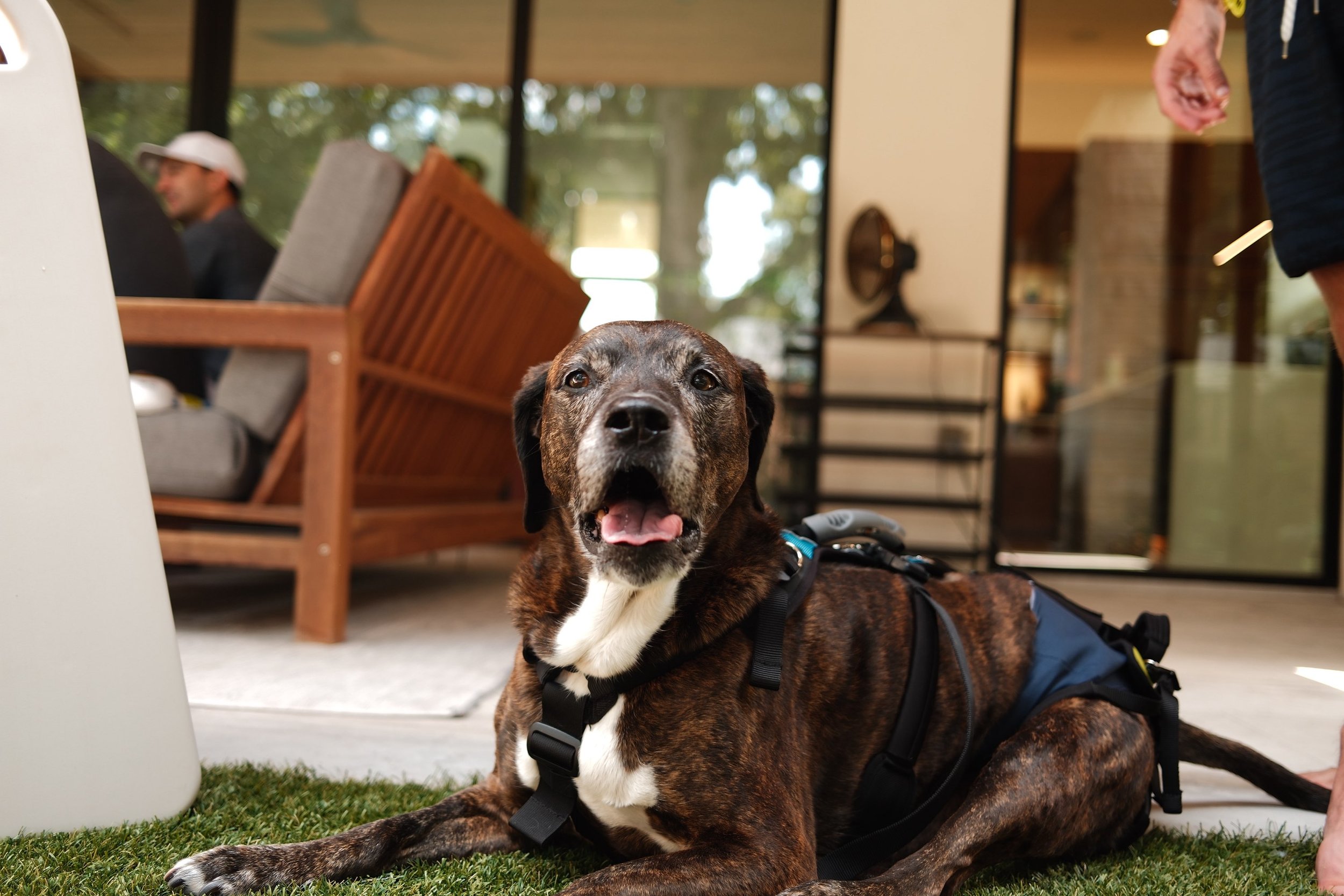 dog posing tongue out