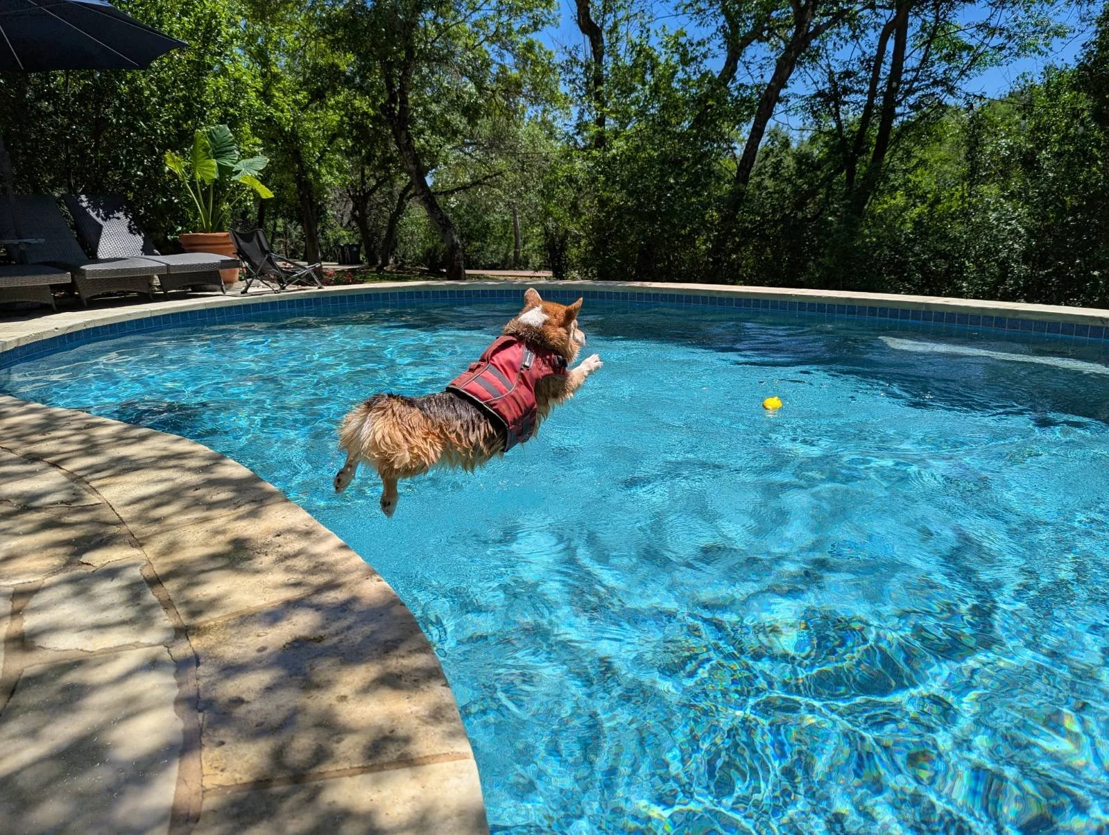 dog jumping in pool