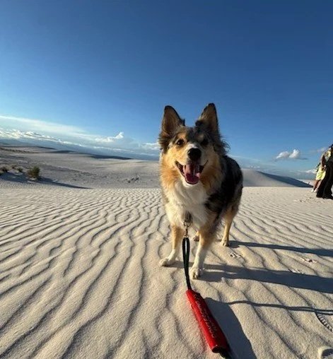 Dog in sand