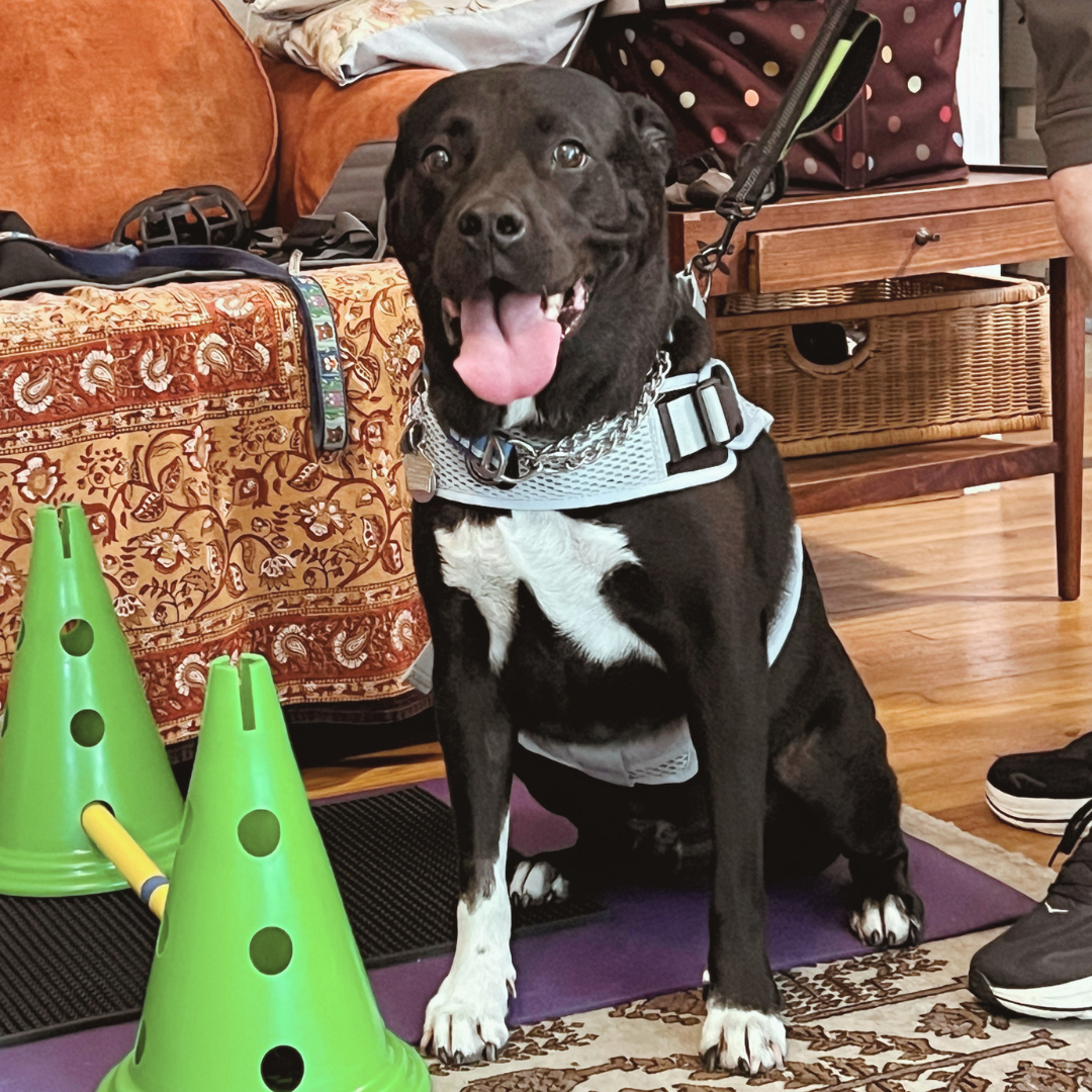 Dog sitting with harness