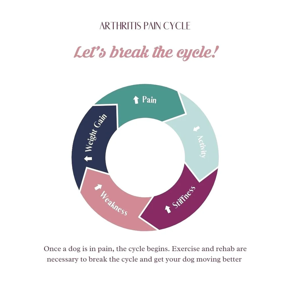 Photo inspiration: Dog Arthritis Treatment Guide How To Treat Arthritis In Dogs Photo Inspiration