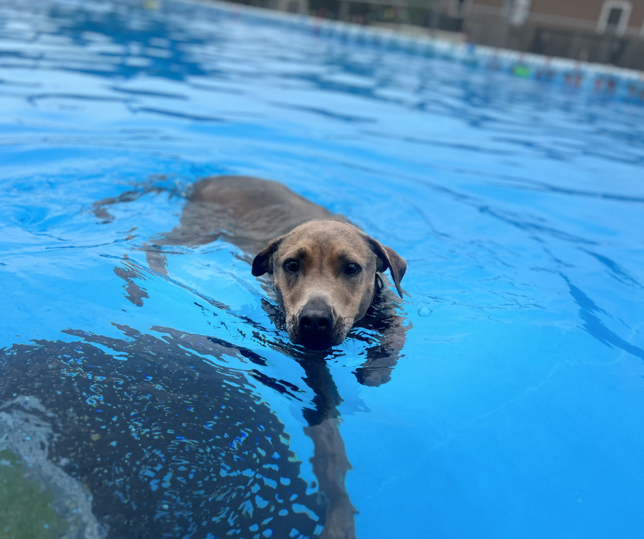 dog swimming
