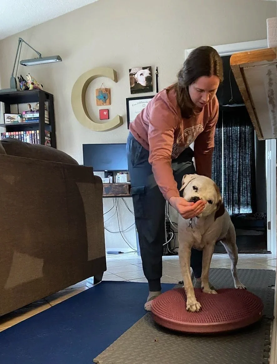 Dog doing therapy